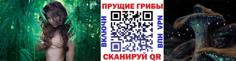 Галлюциногенные грибы Psilocybe  Калининград 